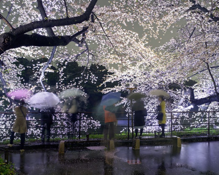 Matthew Pillsbury photo tokyo cerisier