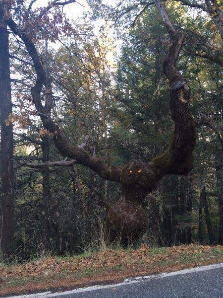 arbre monstre