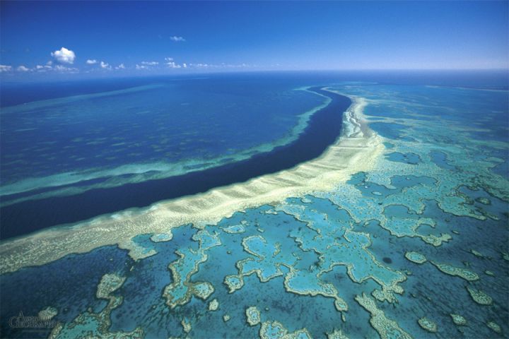 photo barriere de corail