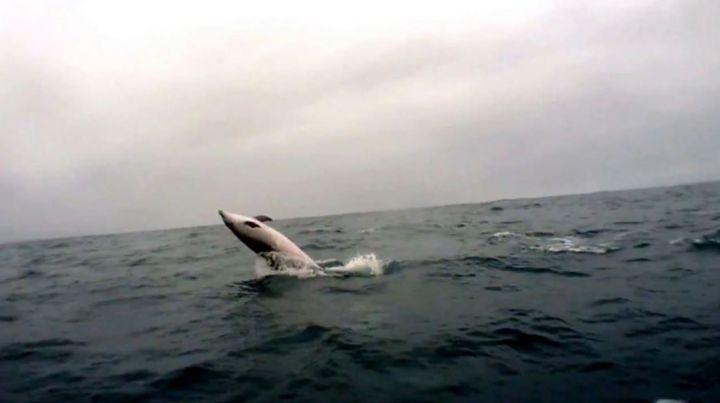 dauphins bassin arcachon