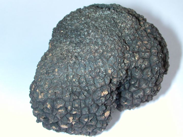 photo aliment aphrodisiaque truffe