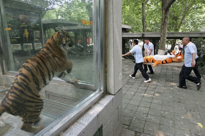 Tigrou Tigre Zoo