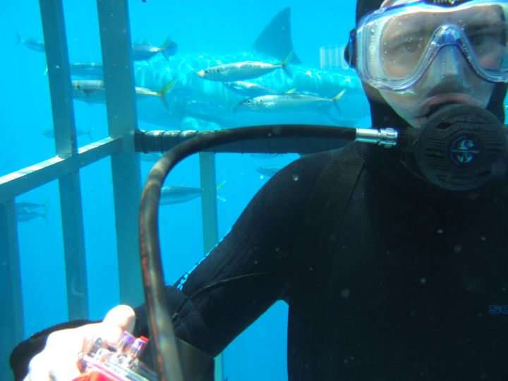 plonger avec un requin blanc plongeur