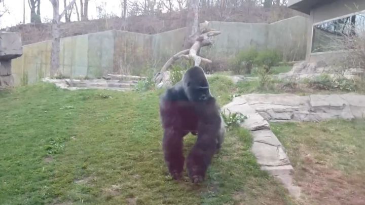 attaque gorille zoo famille usa