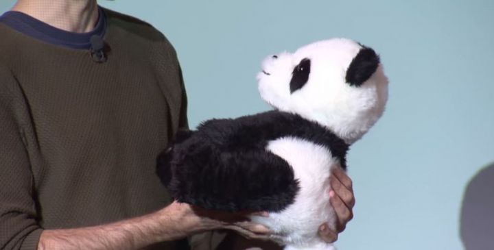 google panda poisson avril 2015