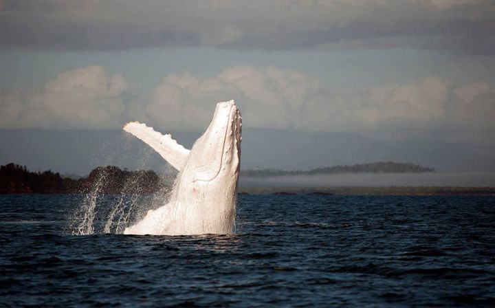 photo baleine albinos