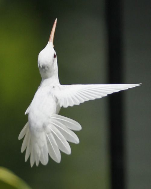 photo colibri albinos