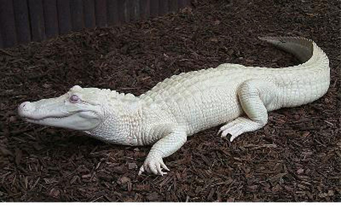 photo crocodile albinos