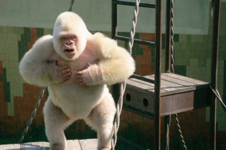 photo gorille albinos