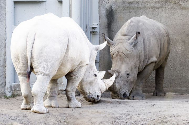 photo rhinoceros albinos