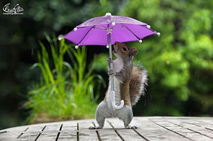Ecureuil parapluie (2)