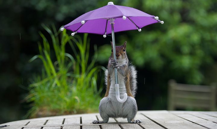 Ecureuil parapluie (5)