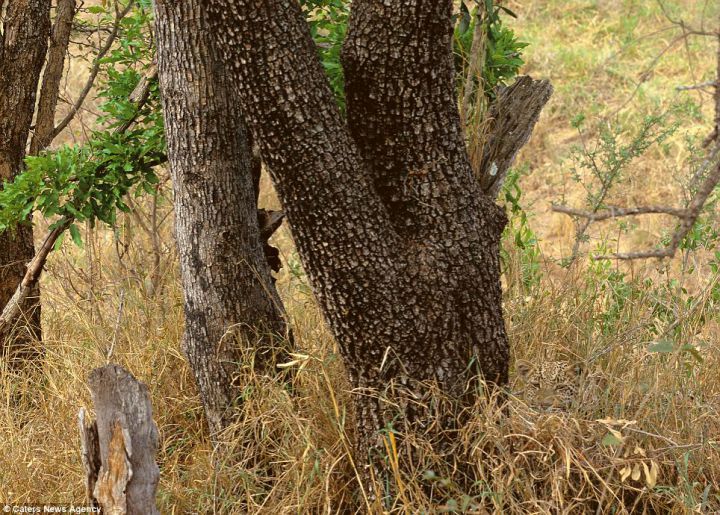 camouflage leopard