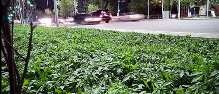 kazakhstan fleur marijuana