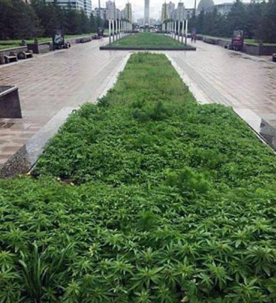 kazakhstan pots fleurs marijuana 1