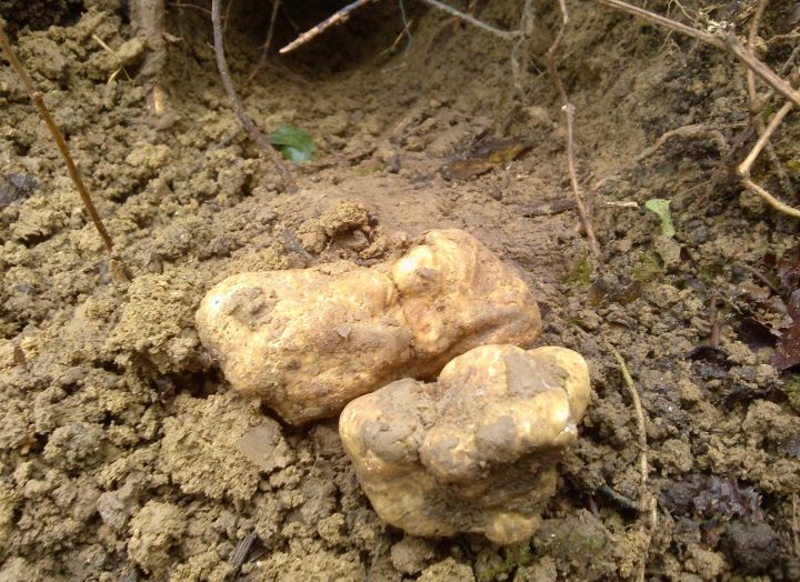 photo truffe blanche