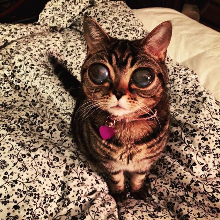 matilda chat alien yeux