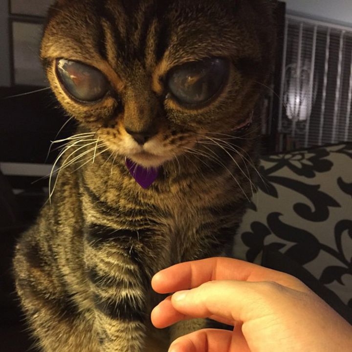 matilda extraterrestre chat alien
