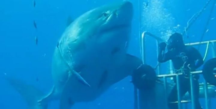 plongeur vs requin blanc mexique