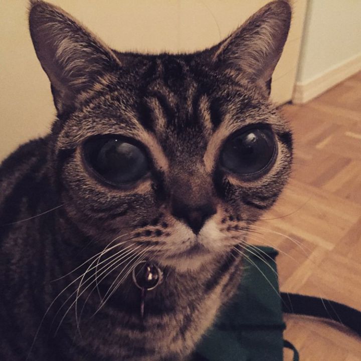 yeux extraterrestre alien cat matilda