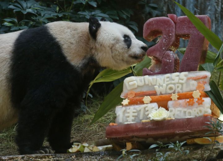Panda 37 ans captivite