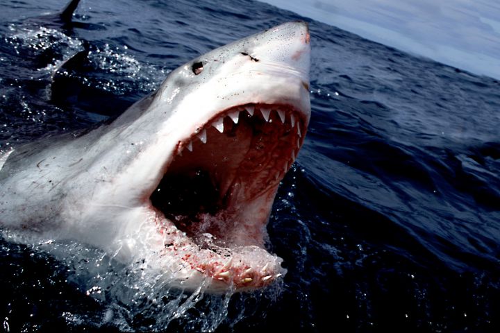 south africa, great white shark charging at surface w/ mouth open carcharodon carcharias e-1108