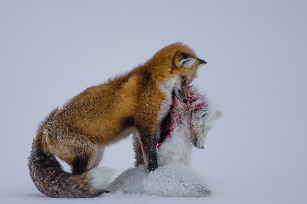 photo vainqueur wildlife photographer of the year 2015