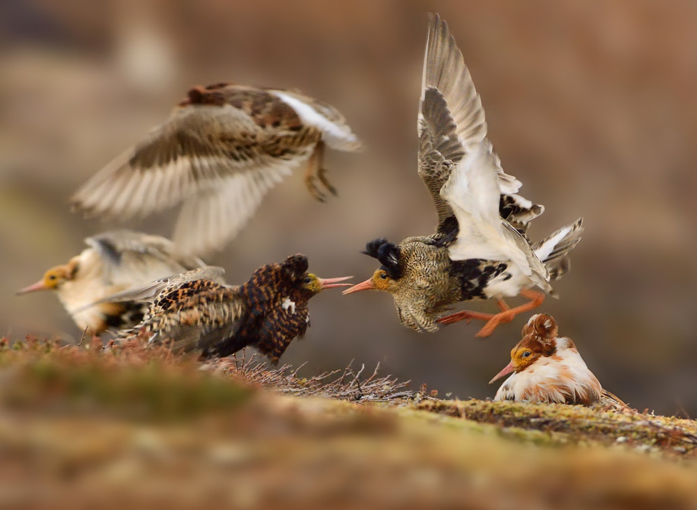 photo vainqueur wildlife photographer of the year 2015 combat
