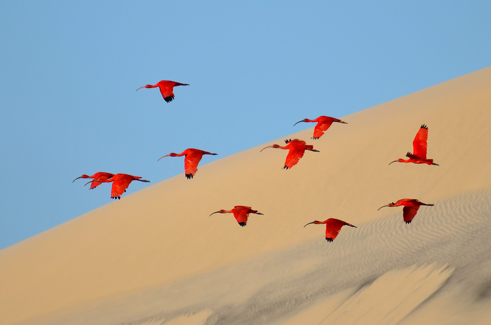photo vainqueur wildlife photographer of the year 2015 oiseaux
