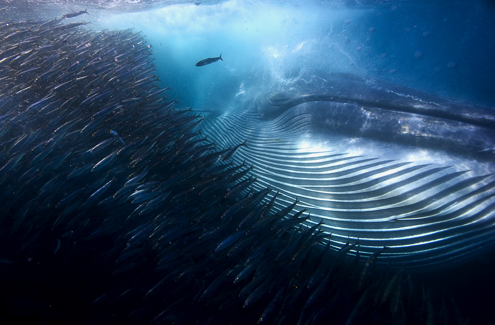 photo vainqueur wildlife photographer of the year 2015 poissons