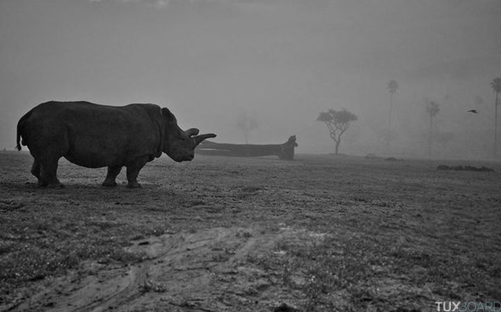 Menace extinction Rhinoceros blanc du Nord