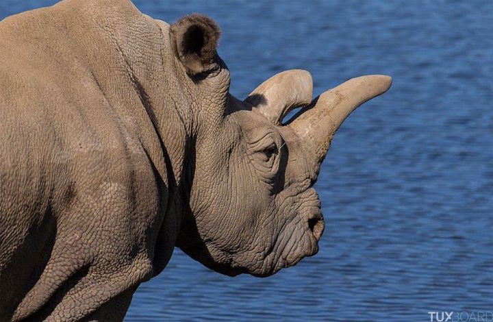Nola mort rhinoceros blanc du Nord