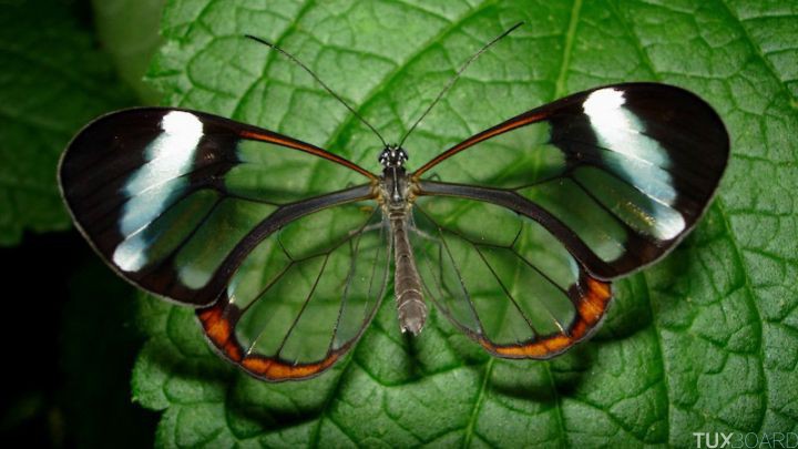 papillon aile transaprent
