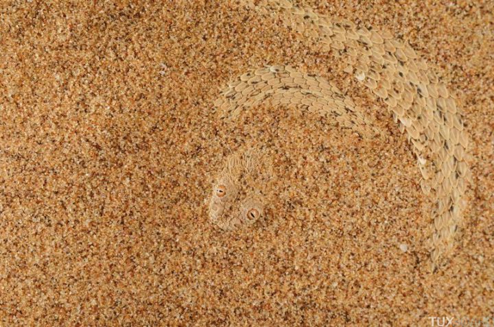serpent cache dans le sable