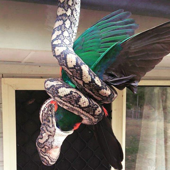 Python tapis perroquet vert