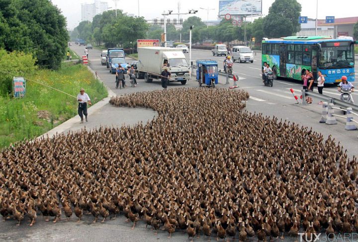 5000 canards sur un pont