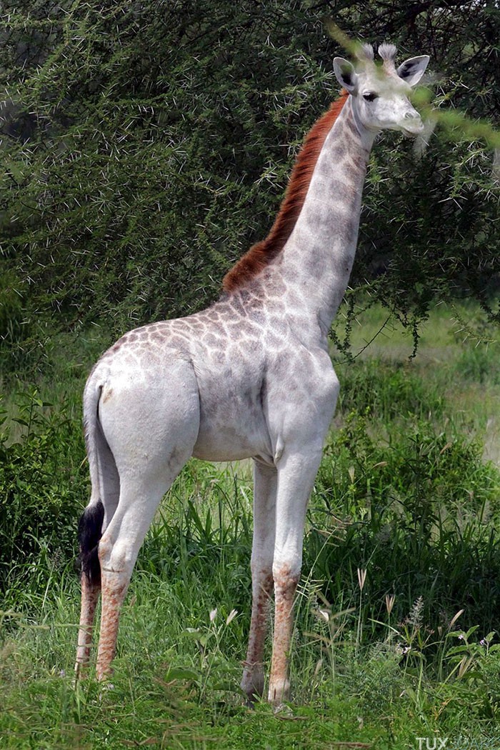 girafe albinos