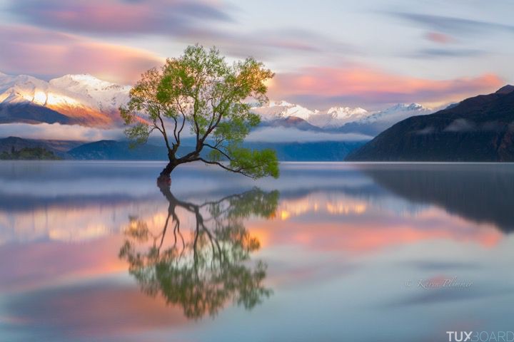 magnifique arbre lac