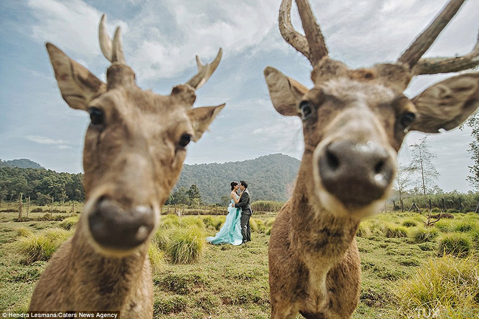photo mariage photobomb animaux