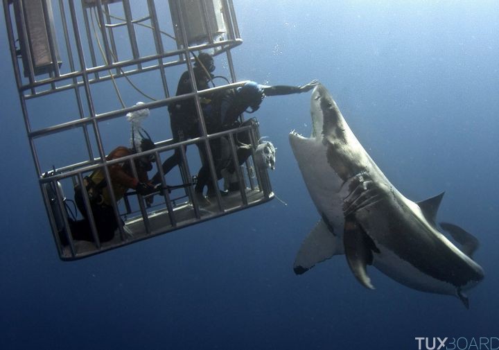 photo plongeur touche tete requin Dmitry Vasyanovich
