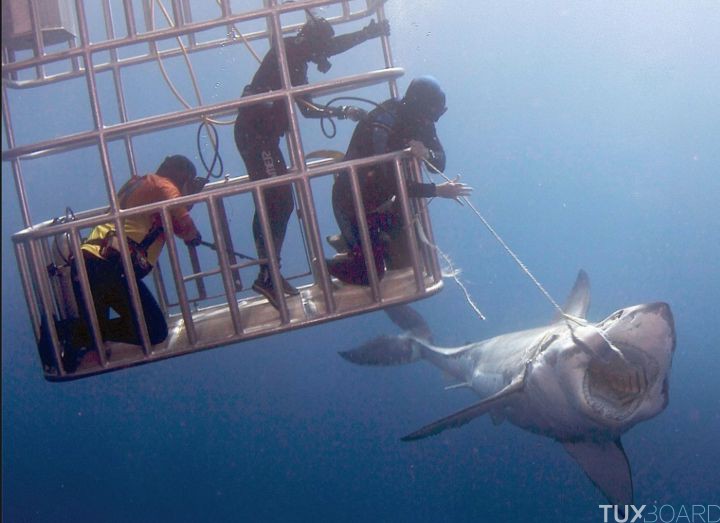 photo requin pres cage plongeurs