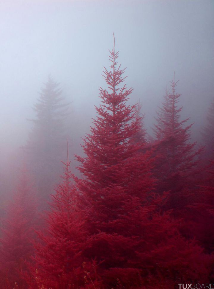 sapins rouges