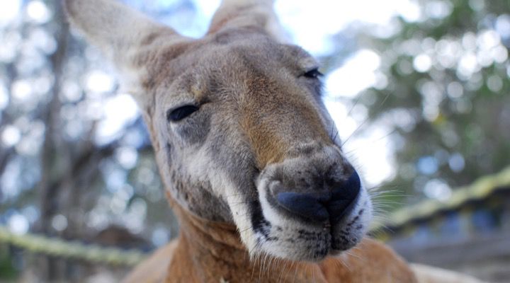 kangourou faux seins histoire drole
