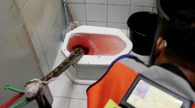 python mord thailandais sur ses toilettes