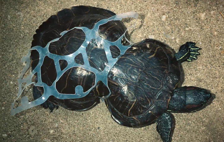 tortue marine plastique