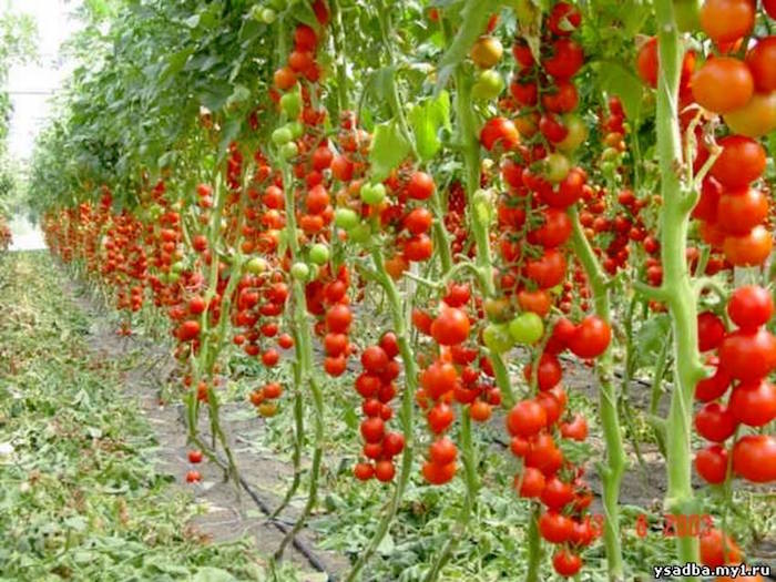 Plant tomates Record