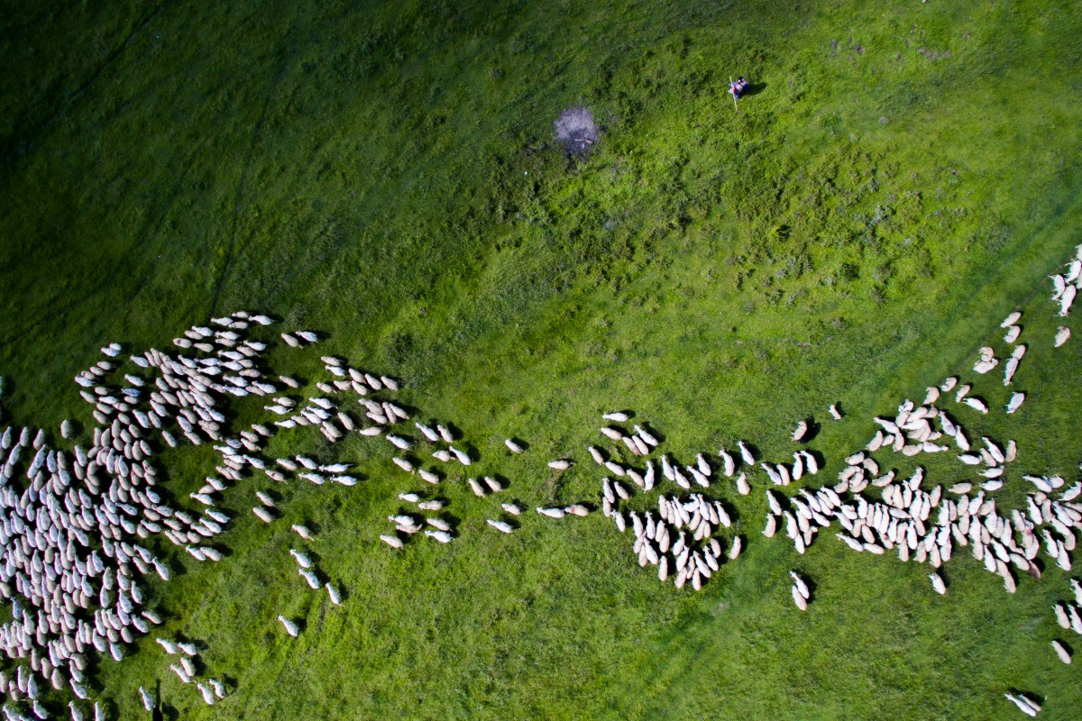 dronestagram troupeau moutons