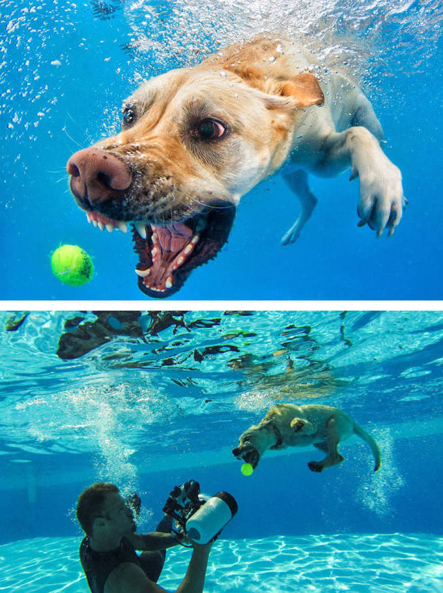 verite photographie chien et la balle dans la piscine