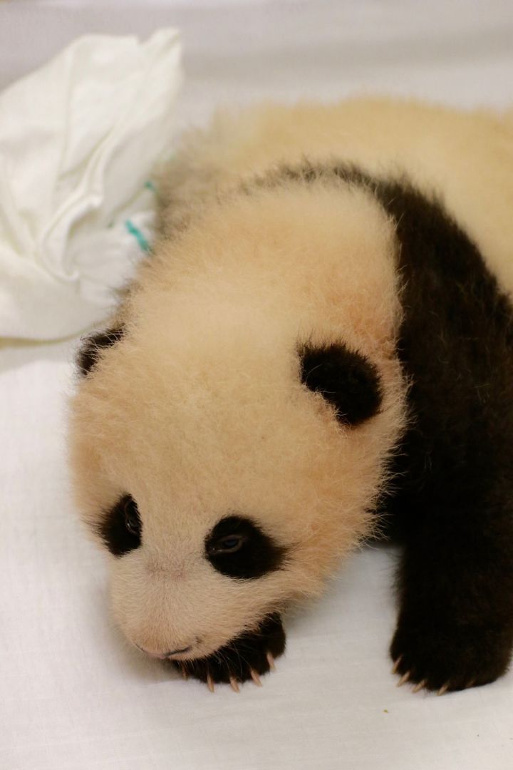 bebe panda pairi daiza 1