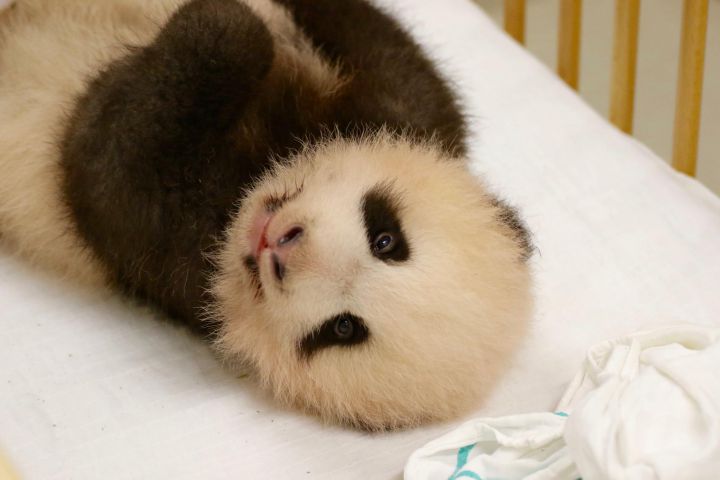 bebe panda pairi daiza 2